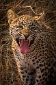 117 Zuid-Afrika, Sabi Sand Game Reserve, luipaard